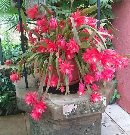 Lavanda 아파트 오파티아