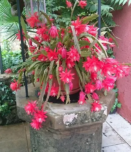 Lavanda Appartement Opatija